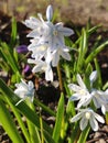 Puschkinia scilloides flowers