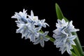 Striped squill, pushkinia