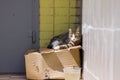 A striped stray cat sits on a cardboard box next to water in a plastic container and looks with challenge and aggression.