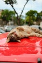 Striped street cat lies and sleeps on a red car Royalty Free Stock Photo