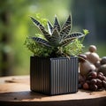 Striped succulent growing in small square pot on table