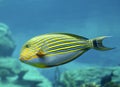 Striped Surgeonfish Royalty Free Stock Photo