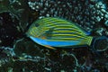 Striped Surgeonfish Acanthurus lineatus Royalty Free Stock Photo