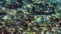 Striped surgeonfish swimming above coral