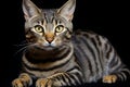 a striped tabby cat sitting on a black background