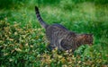 A Tabby cat on the prowl in the garden Royalty Free Stock Photo