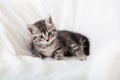 Striped tabby Kitten. Portrait of beautiful fluffy gray kitten. Cat, animal baby, kitten with big eyes sits on white plaid and Royalty Free Stock Photo