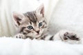 Striped tabby Kitten. Portrait of beautiful fluffy gray kitten playing. Cat, animal baby, kitten with big eyes sits on white plaid Royalty Free Stock Photo