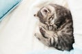 Striped tabby kitten sleeping curl up on white fluffy blanket. Beautiful fluffy cute gray kitten. Cat, animal baby, kitten lies on Royalty Free Stock Photo