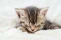 Striped tabby kitten sleeping on white fluffy blanket. Portrait beautiful fluffy cute gray kitten. Cat, animal baby, kitten lies Royalty Free Stock Photo