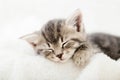 Striped tabby kitten sleeping on white fluffy plaid bed. Portrait with paws of beautiful fluffy gray kitten. Cat, animal baby, Royalty Free Stock Photo