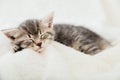 Striped tabby kitten sleeping on white fluffy plaid Closeup. Portrait with paw of beautiful fluffy gray kitten. Cat, animal baby, Royalty Free Stock Photo