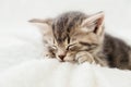 Striped tabby kitten sleeping on white fluffy plaid Closeup. Portrait with paw of beautiful fluffy gray tabby kitten. Cat, animal Royalty Free Stock Photo