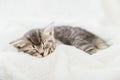 Striped tabby kitten sleeping on white fluffy plaid. Portrait with paw of beautiful fluffy gray kitten. Cat, animal baby, kitten Royalty Free Stock Photo