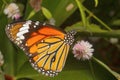 Striped tiger butterfly, Danaus genutia , Aarey Milk Colony INDIA.