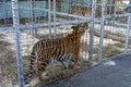 A striped tiger in a cage sniffs a fence. Captivity of wild predators Royalty Free Stock Photo