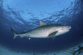 Striped Tiger shark Royalty Free Stock Photo