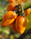 Striped Toga Eggplant oval, orange