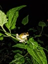 THE STRIPED TREE FROG WAS LOOKING AT SOMETHING AT NIGHT