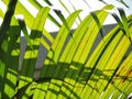 Striped of tropical palm leaf, light and shadow on the coconut leaves Royalty Free Stock Photo