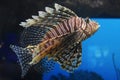 Striped Turkeyfish in the Deep Blue Sea Swimming Royalty Free Stock Photo