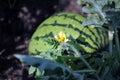 Striped watermelon growing on stem, small yellow flower close up, black earth background