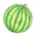 Striped Watermelon Illustration