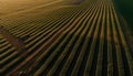 Striped wheat fields grow under the sun generated by AI