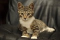 Striped and white european shorthair cat Royalty Free Stock Photo