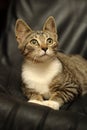 Striped and white european shorthair cat Royalty Free Stock Photo