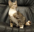 Striped and white european shorthair cat Royalty Free Stock Photo