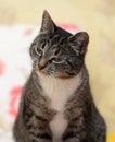 Striped with white European Shorthair cat Royalty Free Stock Photo