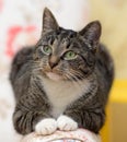 Striped with white European Shorthair cat Royalty Free Stock Photo