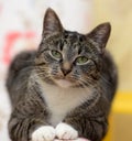 Striped with white European Shorthair cat Royalty Free Stock Photo