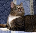 Striped with white European shorthair cat lying on a sofa on a b Royalty Free Stock Photo