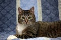 Striped with white European shorthair cat lying on a sofa on a b Royalty Free Stock Photo