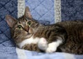 Striped with white European shorthair cat lying on a sofa on a b Royalty Free Stock Photo