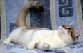 Striped with white European shorthair cat lying on a sofa on a b Royalty Free Stock Photo