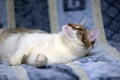 Striped with white European shorthair cat lying on a sofa on a b Royalty Free Stock Photo
