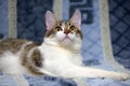 Striped with white European shorthair cat lying on a sofa on a b Royalty Free Stock Photo