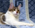 Striped with white European shorthair cat lying on a sofa on a b Royalty Free Stock Photo