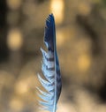Striped white and grey feather with natural background Royalty Free Stock Photo