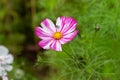 Striped white pink Cosmeus flower close-up. Little green fly on a flower Royalty Free Stock Photo