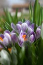 Striped White and Purple Crocuses - Early Spring Flower - Iridaceae iris family Royalty Free Stock Photo