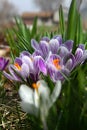 Striped White and Purple Crocuses 2 - Early Spring Flower - Iridaceae iris family Royalty Free Stock Photo