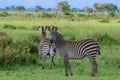 Striped Wild African Zebras Royalty Free Stock Photo