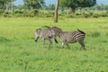 Striped Wild African Zebras Royalty Free Stock Photo