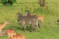 Striped Wild African Zebras and Impalas Royalty Free Stock Photo