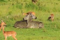 Striped Wild African Zebras and Impalas