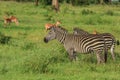 Striped Wild African Zebras and Impalas Royalty Free Stock Photo